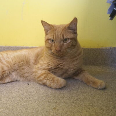 Ace is n orange male domestic short hair,