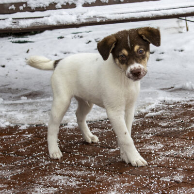 Spaniel mix