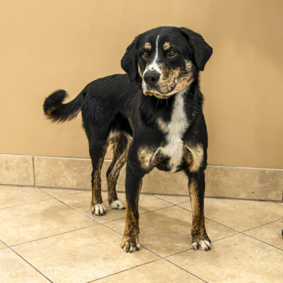 Bernese Mountain dog mix