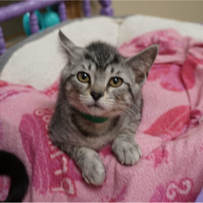 Ash is an adorable female domestic short hair gray tabby.