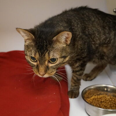 Asha is a very friendly brown tabby.