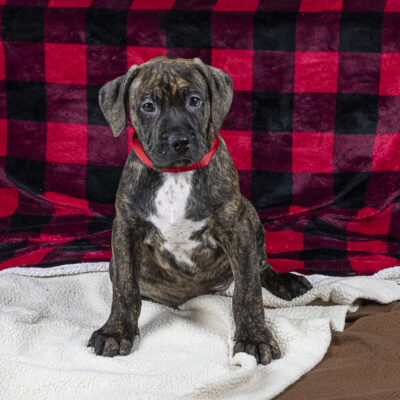 Boxer/ Terrier mix