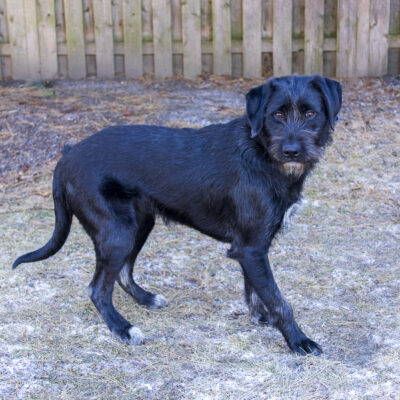 Schnauzer mix