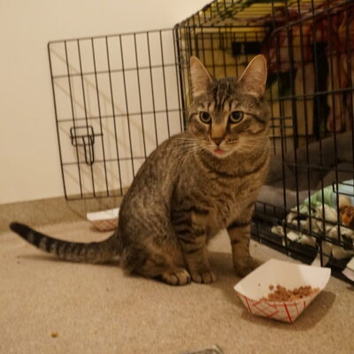 Boo is a domestic short hair male brown tabby.