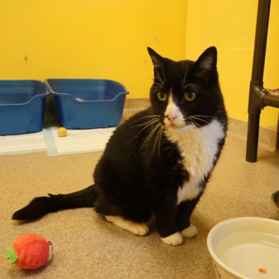 Bootsy is a male tuxedo domestic short hair that is quite friendly.