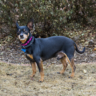 Miniature Pinscher mix