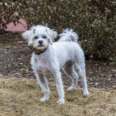 Shih Tzu/ Poodle mix