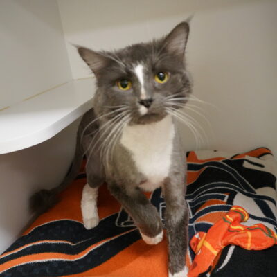 Dash is a gray and white tuxedo  male.