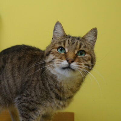 Dixie is domestic short hair tabby that is very friendly and vocal.