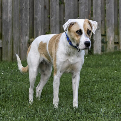 Labrador Retreiver mix