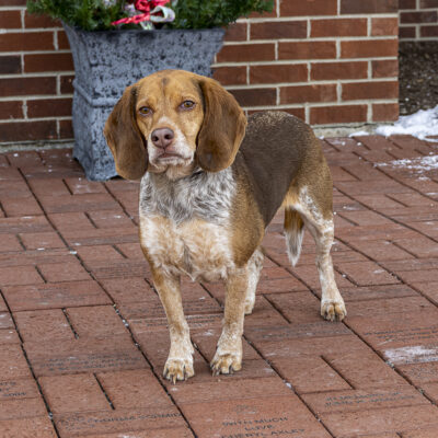 Beagle mix