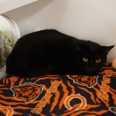 Katie is a female black domestic short hair,