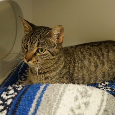 Maggie is a very friendly but shy female domestic short hair brown tabby.