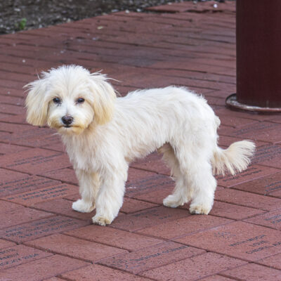 Terrier mix