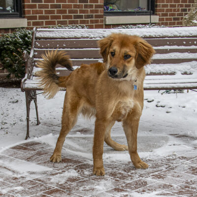 Golden Retriever mix