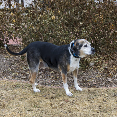 Beagle mix