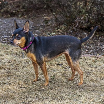 Miniature Pinscher mix