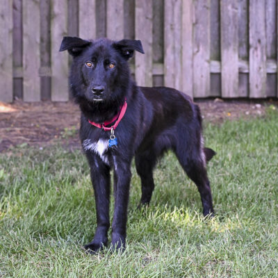 Shepherd mix