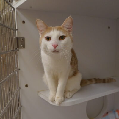 Schruch is a male white with orange highlights