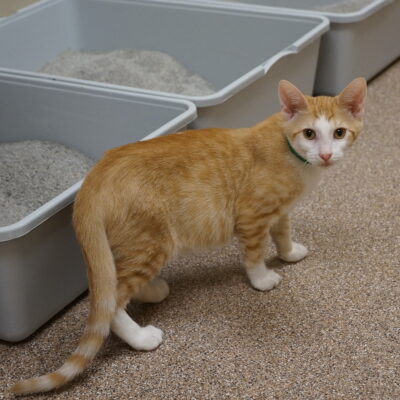 Simba is a friendly orange and white male domestic short hair.