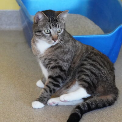 Tigger is a male somestic short hair with white legs.