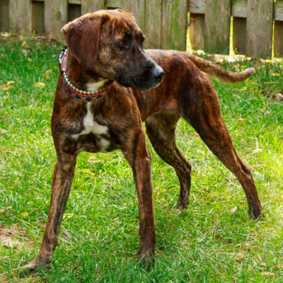 Plott Hound mix