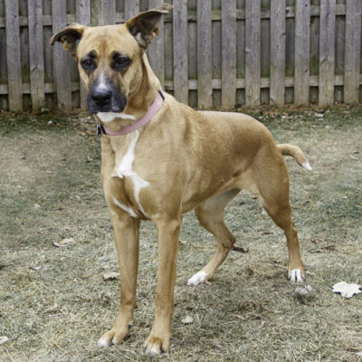 Shepherd mix