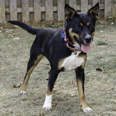 Rottweiler mix