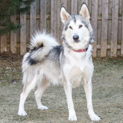 malamute