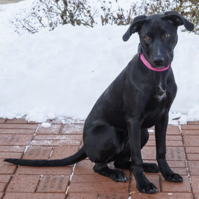 Lab mix