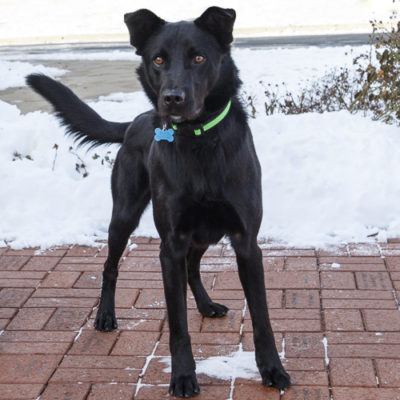 Lab mix
