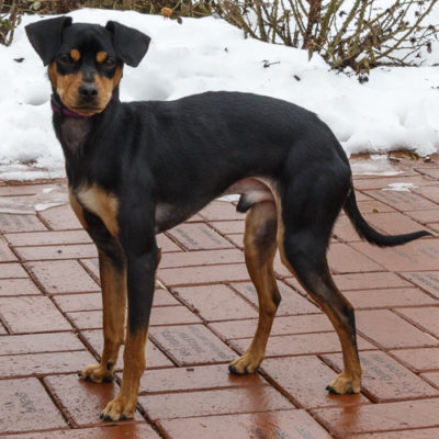 Min Pin