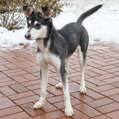 Husky mix