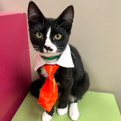 Black & White Male Kitten with Half a Mustache