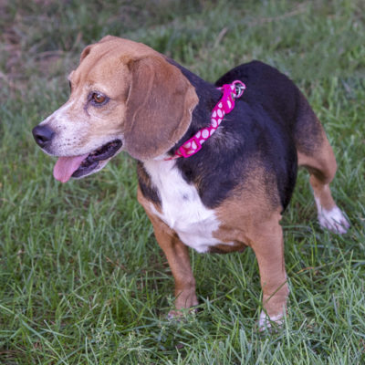 Beagle
