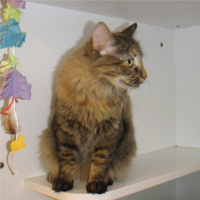 Bobbie is female golden tabby with medium fur.