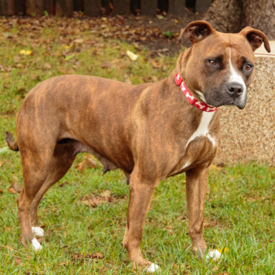 Boxer mix