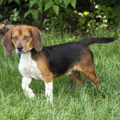 Beagle mix