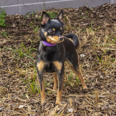 Chihuahua/Pomeranian mix