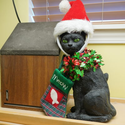 Damien is a very special black male cat with glowing green eyes.