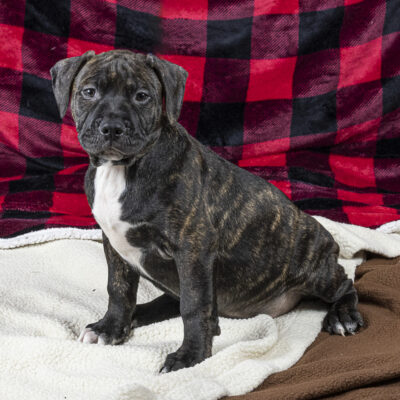 Boxer/Terrier mix