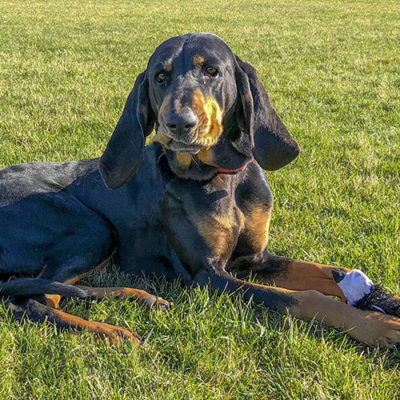 Coon Hound