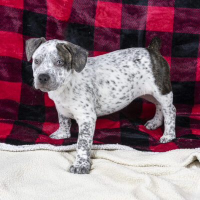 Boxer/Terrier mix