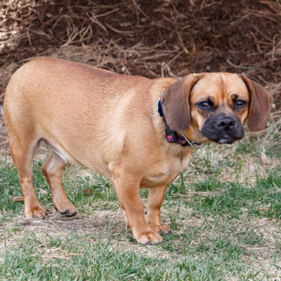 Pug Mix