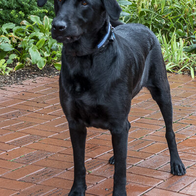 Lab mix