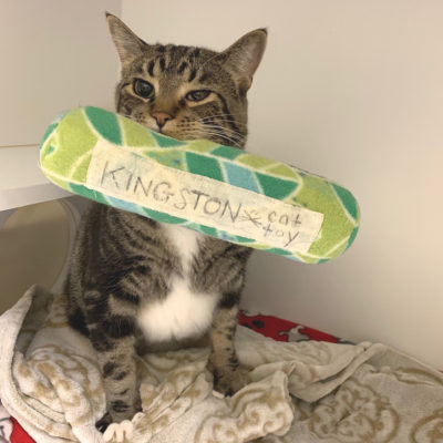 Kingston is a male dark mackerel tabby.