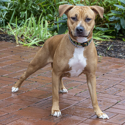 Terrier mix