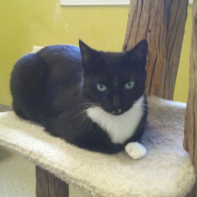 Lightning is an attractive black and white female.