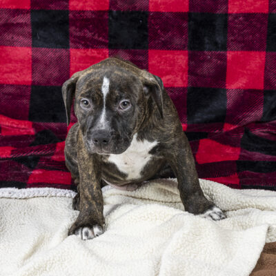 Boxer/Terrier mix