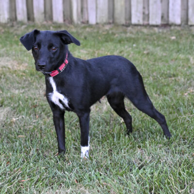 Doxie/Border Collie mix